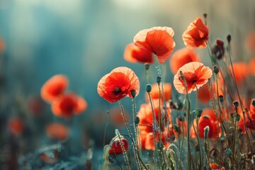 Obraz premium Poppy filled meadow as a natural backdrop Nature theme