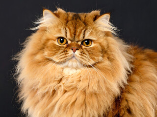 persian cat portrait