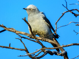 Ground Cuckoo-shrike (Coracina maxima) in Australia