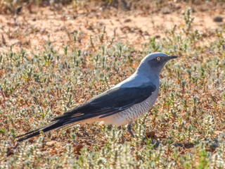 Ground Cuckoo-shrike (Coracina maxima) in Australia