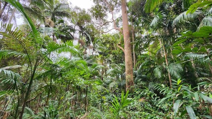 Fototapeta premium Mount Tamborine Rainforest in Queensland, Australia