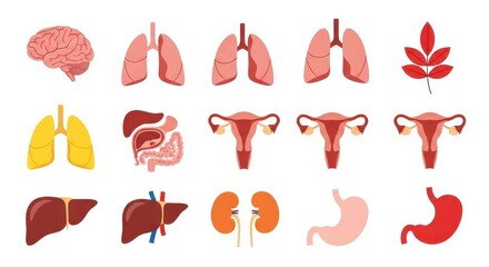 Anatomical set of internal organs in vector illustration