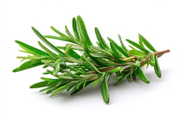 Fototapeta premium rosemary sprig on a white background