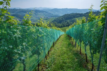 safety mesh in southern Styria vineyards Austria