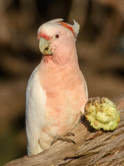 Pink Cockatoo (Cacatua leadbeateri) in Australia