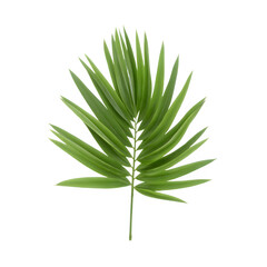 Fototapeta premium Green Palm Leaf with Natural Fan Shape on Transparent Background