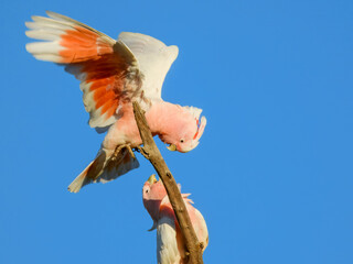 Pink Cockatoo (Cacatua leadbeateri) in Australia