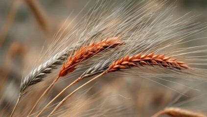 Subtle gradient from Wheat Gold to Rust Orange, creating a gentle, warm flow.