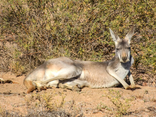Fototapeta premium Red Kangaroo (Osphranter rufus) in Australia