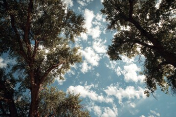 Fototapeta premium Stunning landscape image of trees and sky