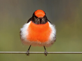 Red-capped Robin (Petroica goodenovii) in Australia