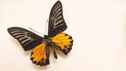 Beautiful tropical butterfly Troides Magellanus isolated on white background