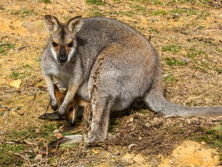 Red-necked Wallaby (Notamacropus rufogriseus) in Australia