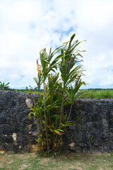 南国の植物センネンボクと石垣と青空