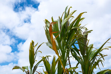 南国の植物センネンボクと青空