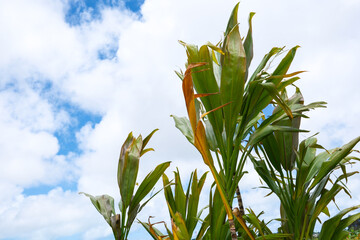 南国の植物センネンボクと青空