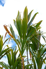 南国の植物センネンボクと青空