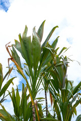 南国の植物センネンボクと青空