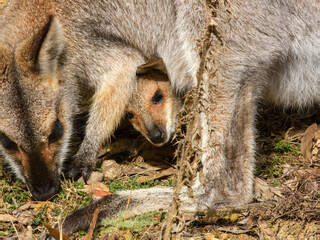 Obraz premium Red-necked Wallaby (Notamacropus rufogriseus) in Australia