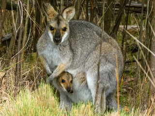 Red-necked Wallaby (Notamacropus rufogriseus) in Australia