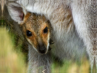 Red-necked Wallaby (Notamacropus rufogriseus) in Australia © Imogen