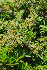 the Japanese andromeda or Japanese pieris (Pieris japonica)