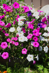 Fototapeta premium Colorful flowers in the sun