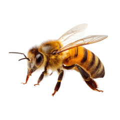 Magnificent Honeybee in Flight: A Close-Up Study of Nature's Tiny Pollinator