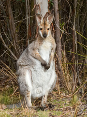 Red-necked Wallaby (Notamacropus rufogriseus) in Australia