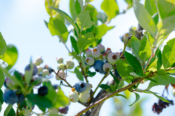 枝に実る若いブルーベリー