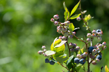 枝に実るブルーベリー