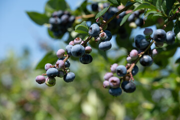 たわわに実るブルーベリーの果実