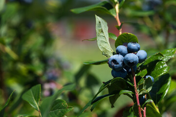 枝に実るブルーベリー