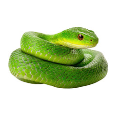 Closeup of a Vibrant Green Snake Coiled Gracefully Against a Black Background, Showcasing its Detailed Scales and Intense Gaze