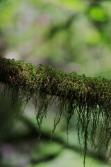 Lichen covered branch