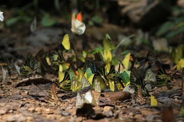 Many wild butterflies on ground in Ban Krang campsites in Kaeng Krachan National Park Phetchaburi Province, Thailand