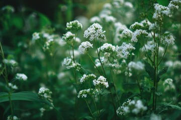 The garden s weeds are flowering white in summer
