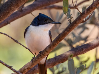 Restless Flycatcher (Myiagra inquieta) in Australia