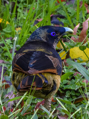 Satin Bowerbird (Ptilonorhynchus violaceus) in Australia