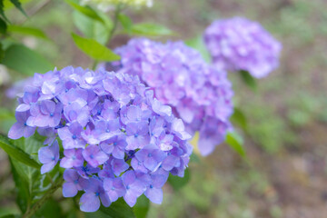 日本の梅雨時期6月頃に咲く紫陽花の花々