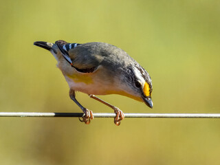 Striated Pardalote (Pardalotus striatus) in Australia