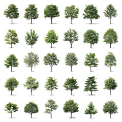 Fototapeta premium Collection of Diverse Tree Species: A Comprehensive Guide to Foliage Variations