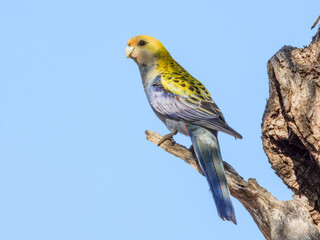 Pale-headed Rosella (Platycercus adscitus) in Australia
