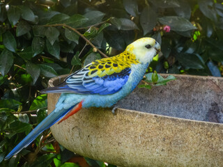 Pale-headed Rosella (Platycercus adscitus) in Australia
