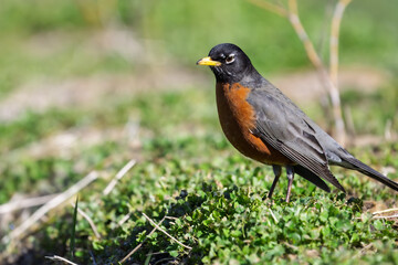 2024-12-31 A SINGLE ROBIN BIRD STANDING IN A GREEN FIELD WITH A CLEAR EYE AND A BLURRY BACKGROUND IN BELLEVUE WASHINGTON