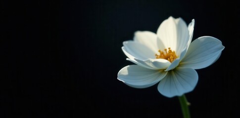 Fototapeta premium Single white flower, dramatic black background, ethereal glow, visual, contrast, design