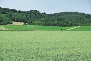 北海道の初夏の田園風景