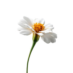 Elegant Single White Flower on Black Background Studio Photography
