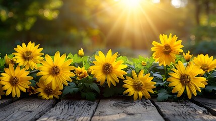 Bright Yellow Flowers Blooming on a Wooden Surface with Sunlight in Background