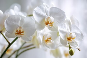 white orchids